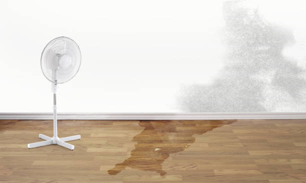 Best Water damage restoration mold remediation  in Enigma, GA